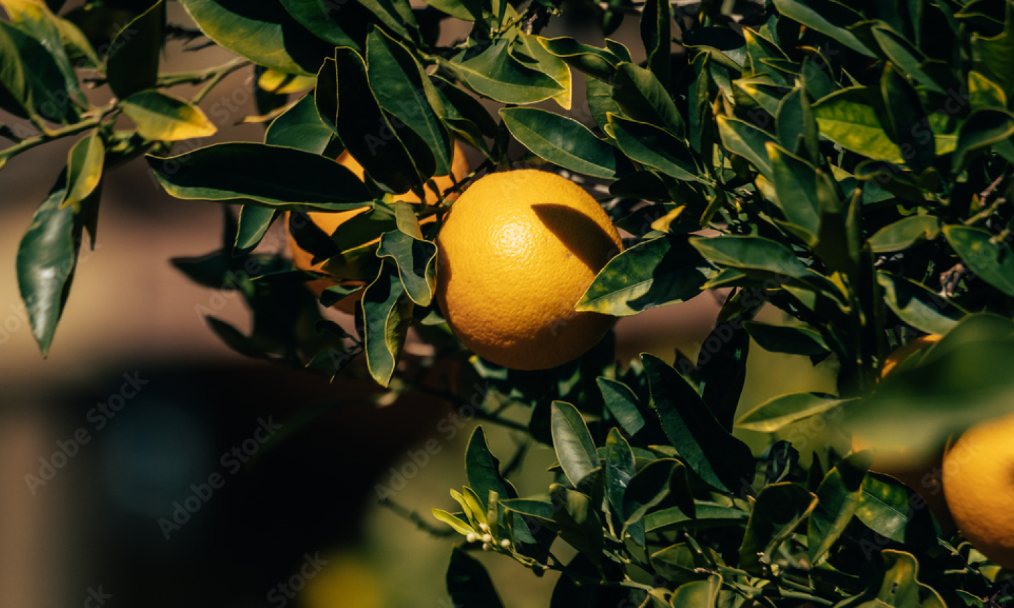 Fruit Innab Fruit – Anaco Greeve International